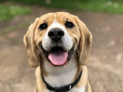 The photo: a smiling beagle