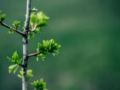 One of the photos: a branch with young leaves