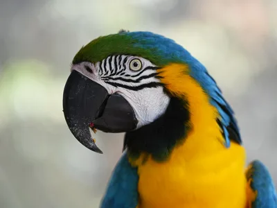 The photo: a blue and yellow parrot